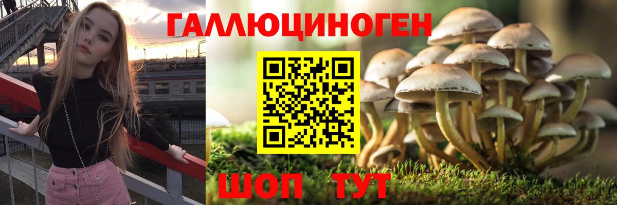 Псилоцибиновые грибы Psilocybine cubensis Корсаков